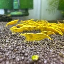 Camarões Neocaridina Amarelos
