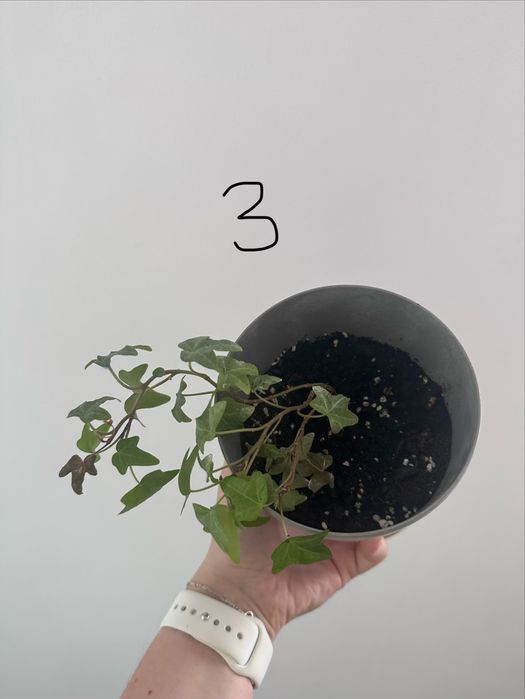 Hedera helix Bluszcz pospolity