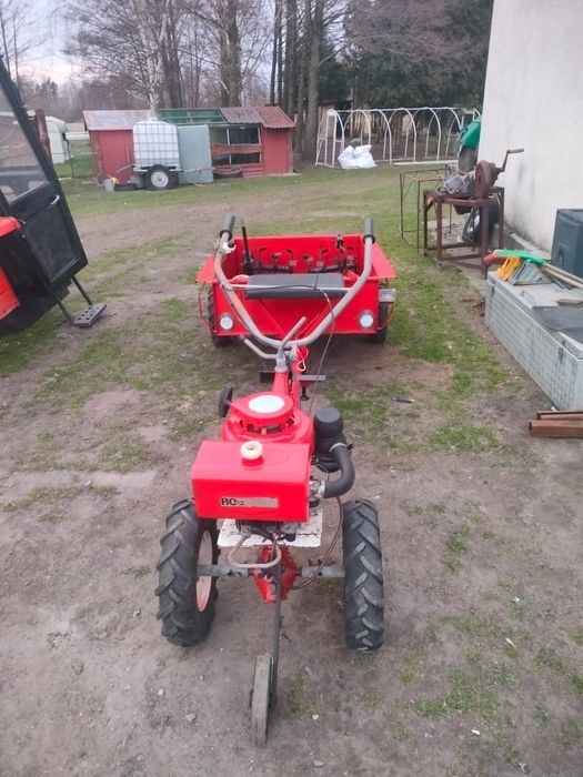 Ciągniczek dzik    .