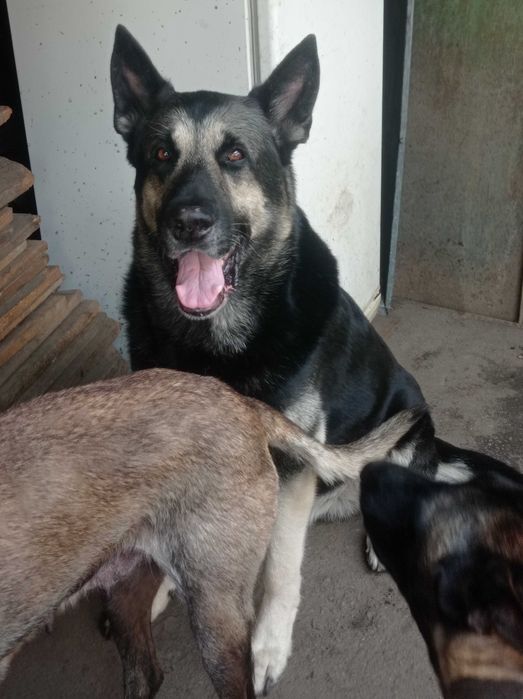 Кобель-производитель Восточно-европейской овчарки(ВЕО).В наличии щенки