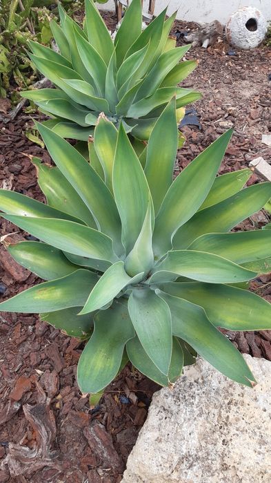 Agave de dragão - vários tamanhos