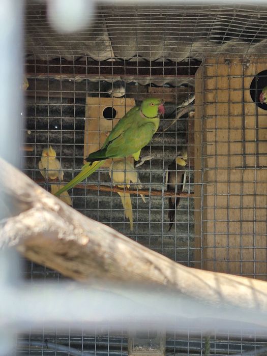 Casal de ring necks