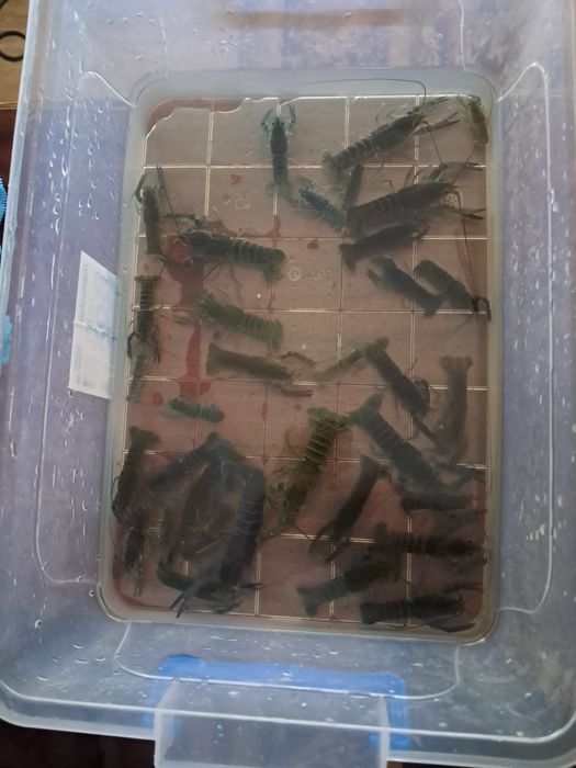 Австралийский Рак