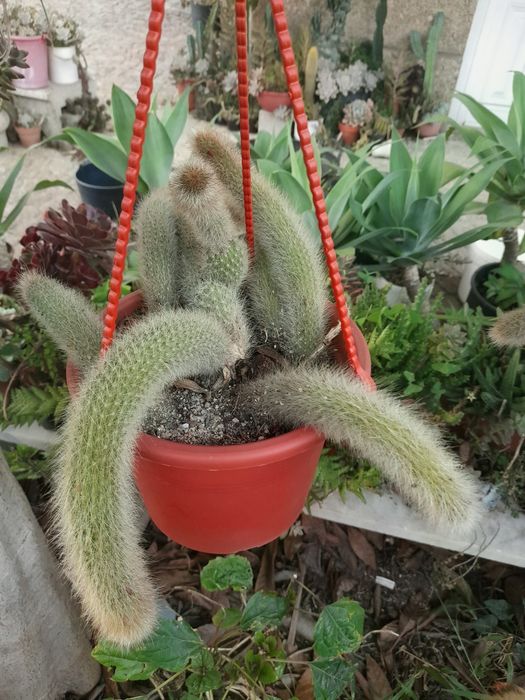 Catos e suculentas