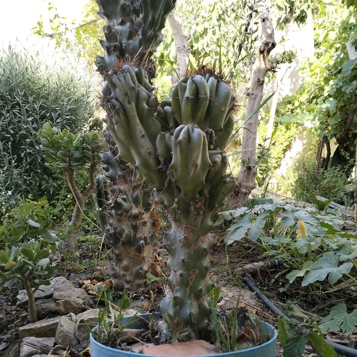 "Cacto-Monstro" 3 Metros, cereus repandus f. montruosos