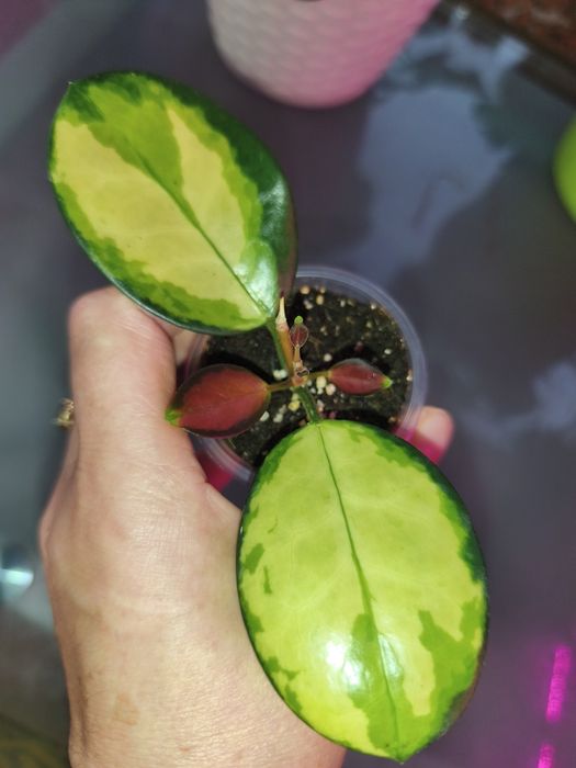 Хойя аустралис Лиза