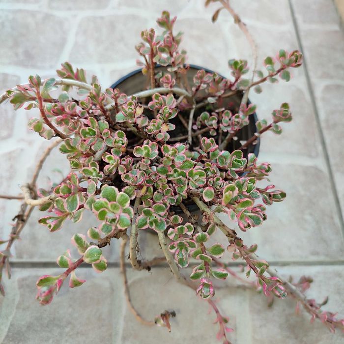 Набір садових очитків.