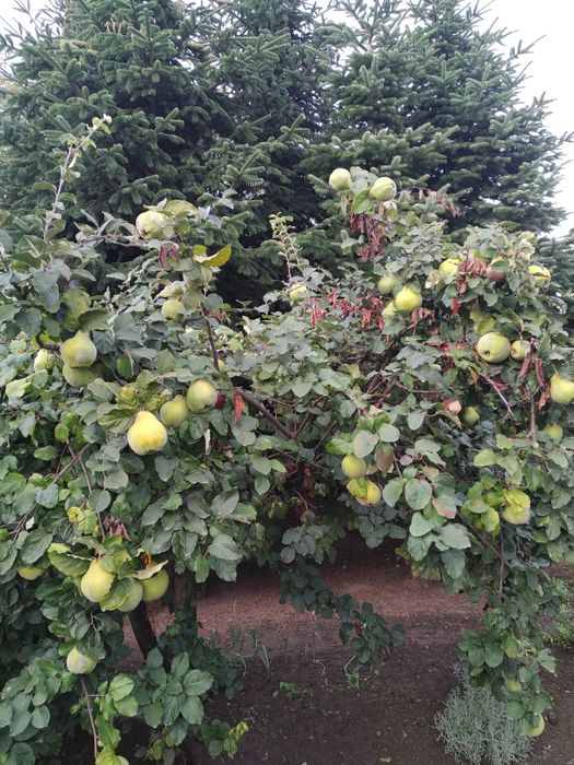 Pigwa owoce ekologiczne..