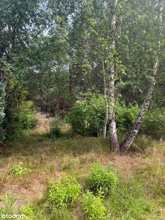 Kaszuby – dwie działki w Krzywe, Wdzydze Tucholskie – łącznie 4264 m²