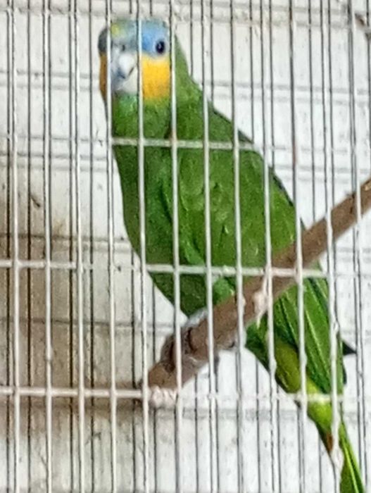 vende-se Papagaio fêmea da espécieAmazonica amazónica