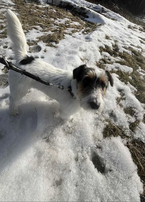 Jack Russell Terrier – młody, pełen energii, zadbany