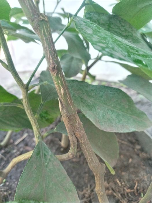 Схрещений лимон на 4 коріння