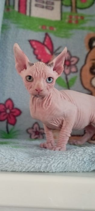 Канадский сфинкс, а01 63