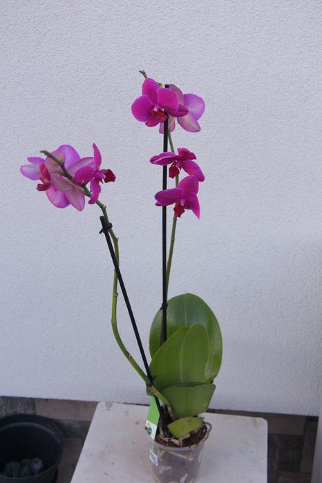 Орхідея фаленопсис темно-малинова