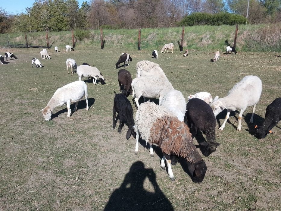 Owce baranki owieczki jagnięta