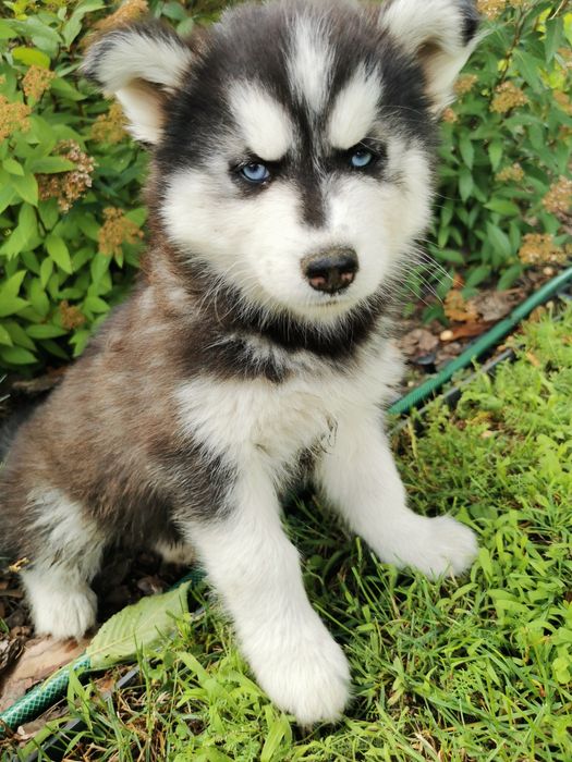 Szczeniaki Syberian Husky ur 25.05  gotowe do odbioru!
