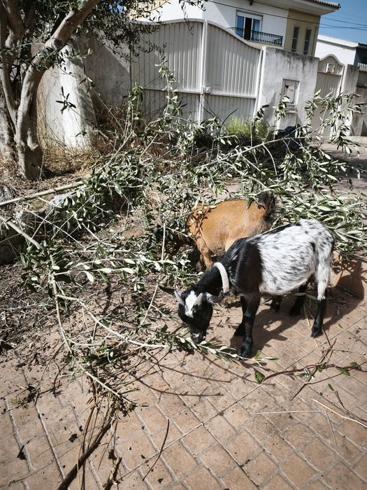 Cabras Anãs machos  com 6  meses . Muito meigos . Valor é dos 2