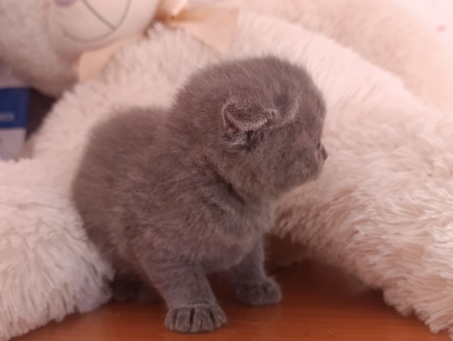 Scottish fold com qualidade