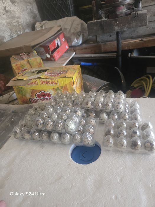 Ovos de coderniz  para chocar