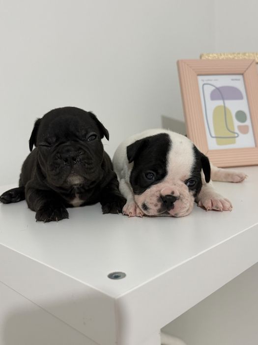Bulldog Francês Menina