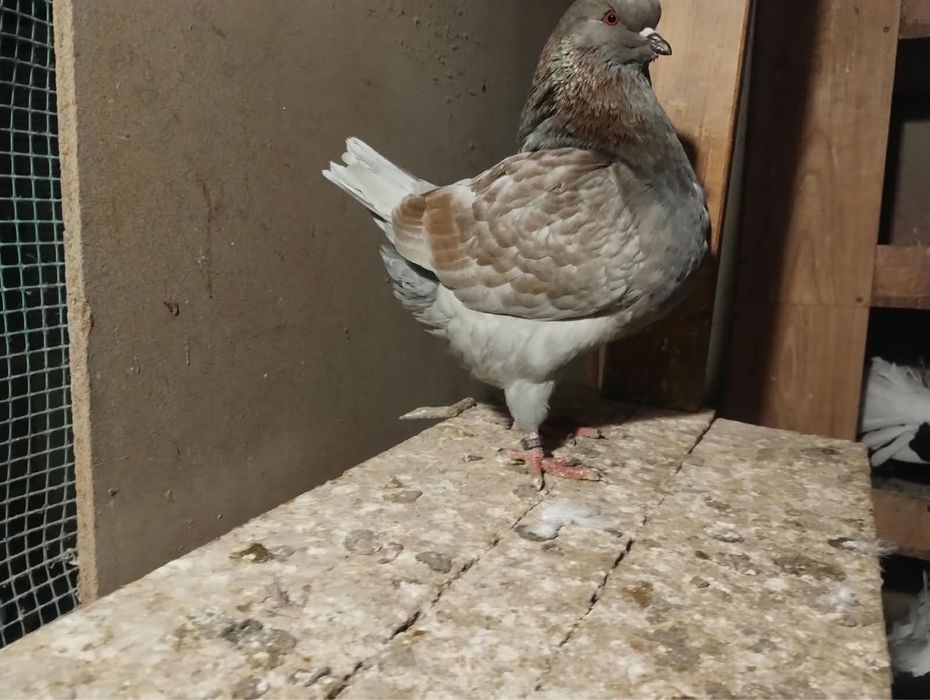 Sprzedam gołebie kingi