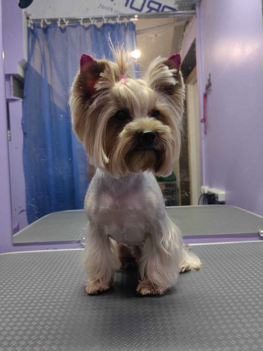 Грумінг грумер стрижка собак линька вичісування