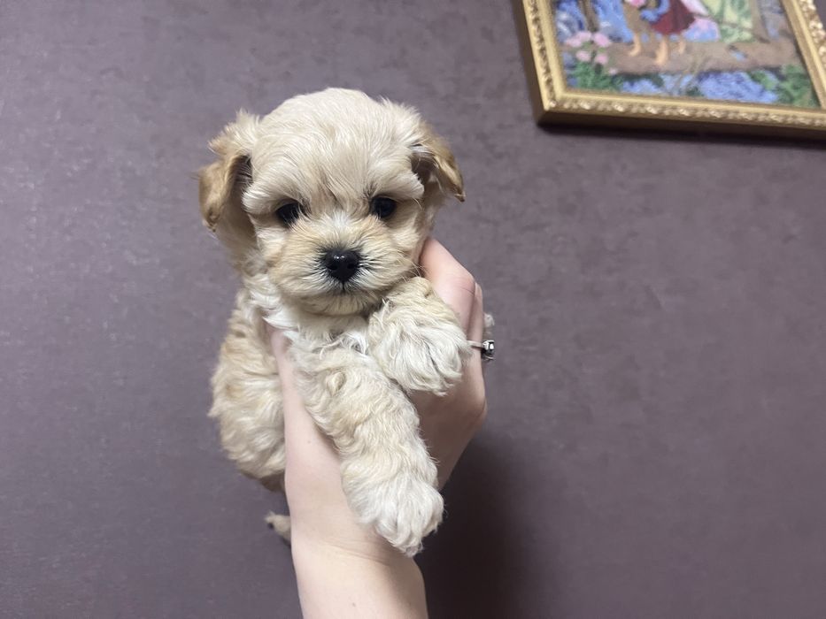 У наявності цуцики мальтіпу готові до бронювання