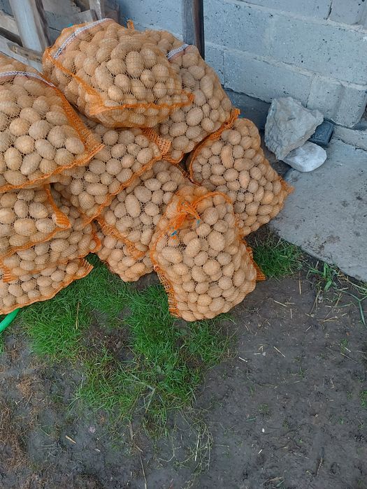 Ziemniaki jadalne  wielkości sadzeniaka