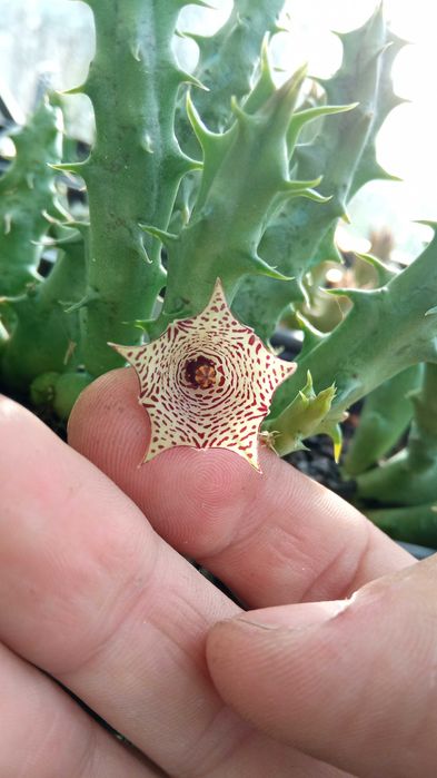 Stapelias, Huernias, Orbeas várias