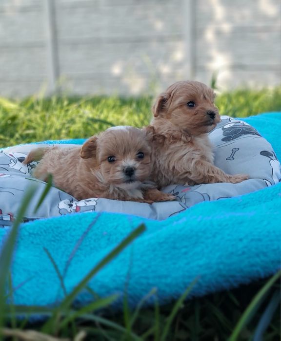 Мальтипу щеночки. Лапочки самі кращі. Малята цуценята. .