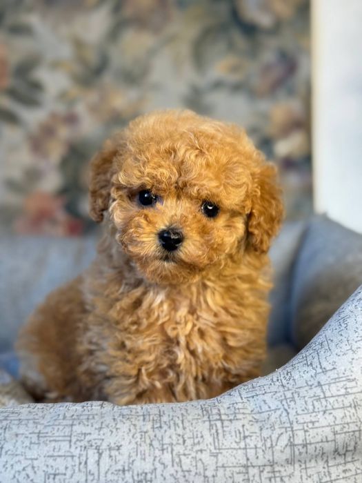 Лялькова міні дівчинка той пудель