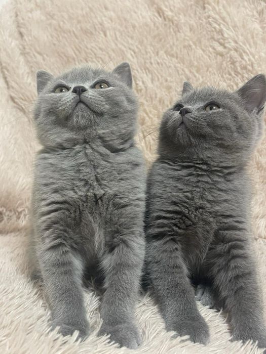 Кошенятка Британці