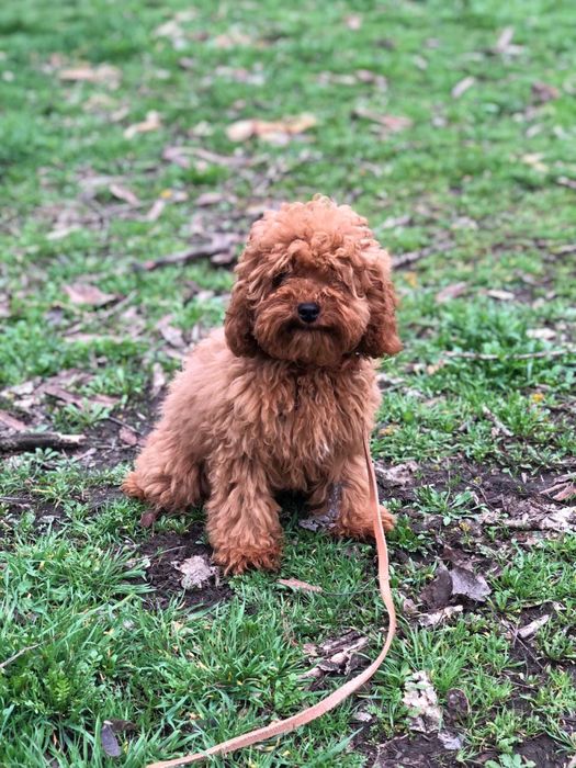 Той пудель рэдбраун готов жениться