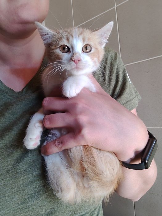 Karmel do adopcji