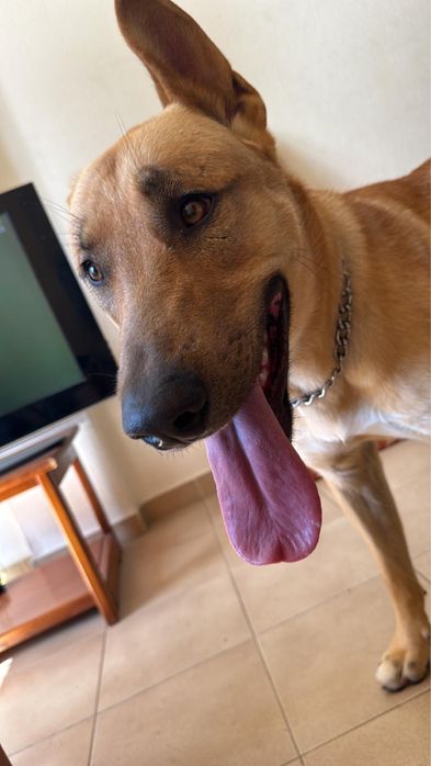 Kiko procura uma nova família