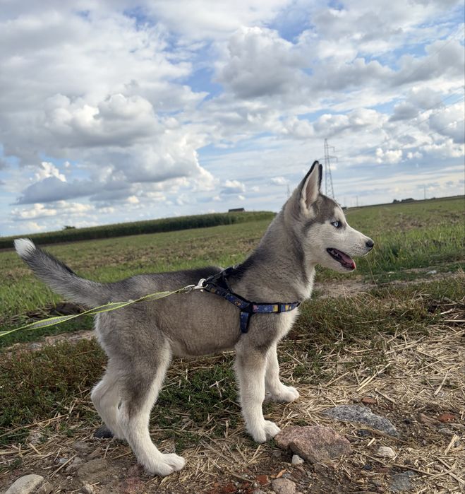 Piesek Syberian Husky