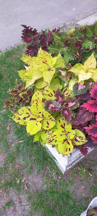 Колеуси ,свіжозріз.Однорічні ,яскраві рослини,зимують в приміщенні.