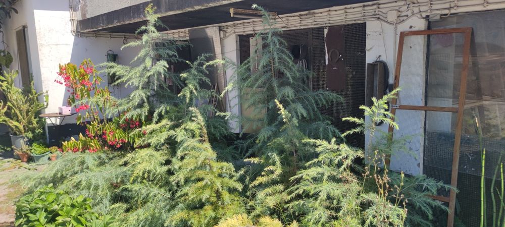 Cedros dos Himalaias