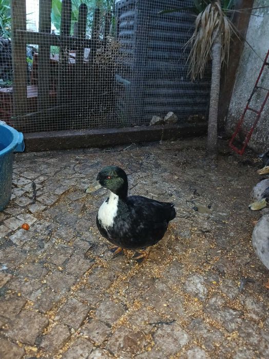 Patos mignon machos