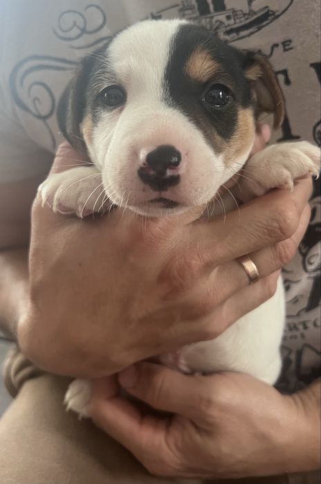 Jack Russell Terier
