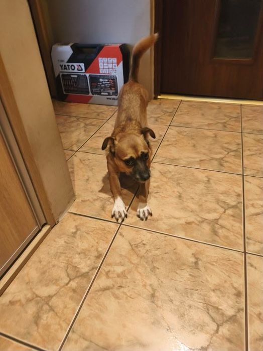 Samiec do adopcji za darmo