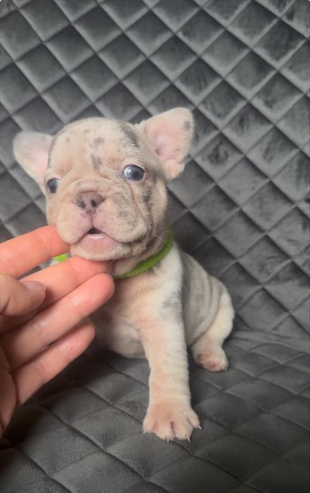 Неймовірно красиві цуценята французького бульдога!