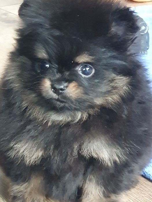 Szpic miniaturowy pomeranian/Malutka laleczka