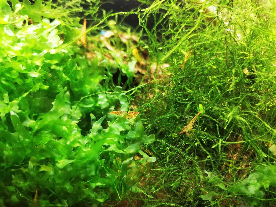 Caridinas orange tiger