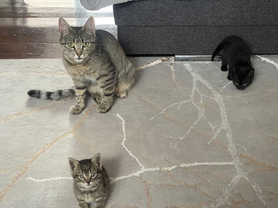 Kot do adopcji czarny tygrysek