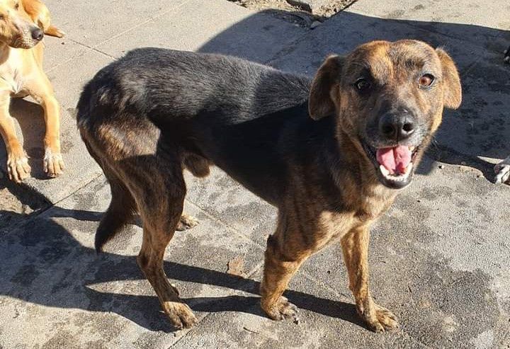 Salvador- cachorro de porte pequeno/ médio para adoção