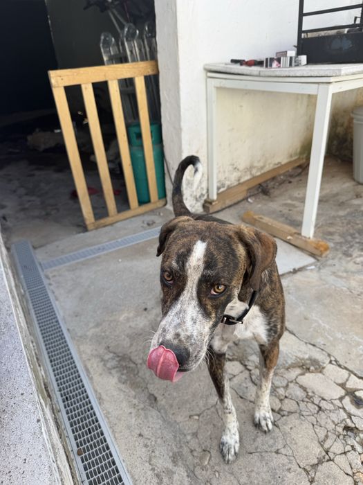 Cão para Adoção!