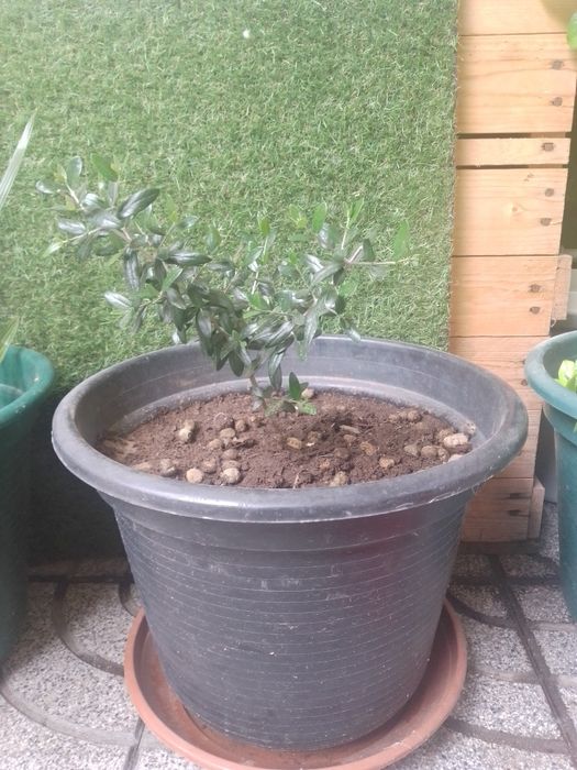 Oliveira em vaso, planta com cerca de  1 metro de altura