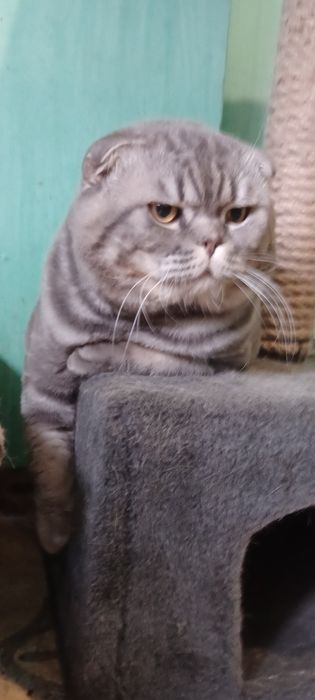 Шотландский вислоухий