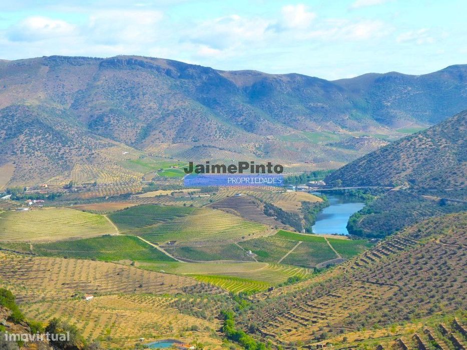 OLIVAL 3ha, 330 árvores, em produção. Portugal, Figueira de Castelo...
